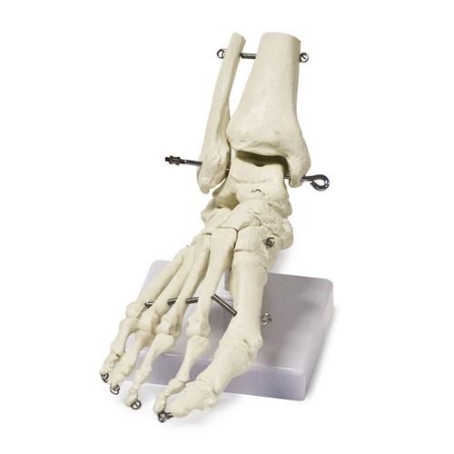 Foot Skeleton Model