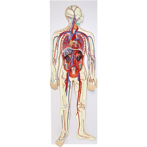 Human Circulatory System Model