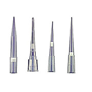 P20 Pipette Tips at Thomas Scientific