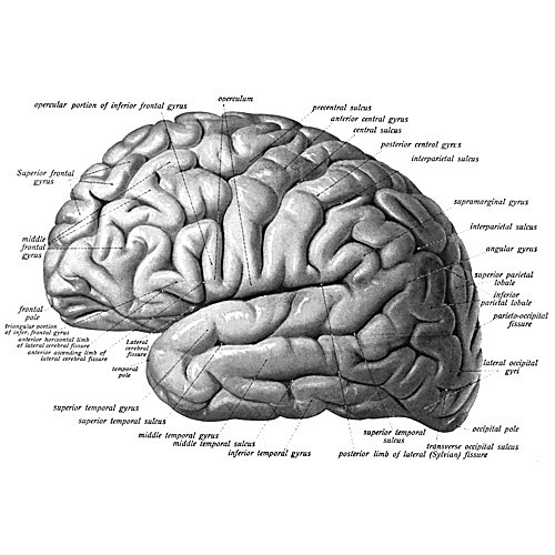 Human Normal Brain Tissue Region Blot