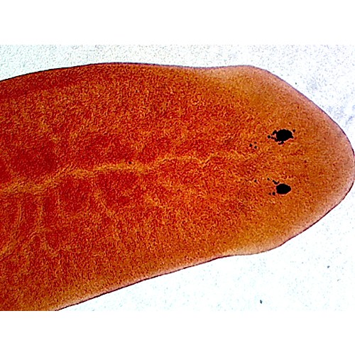 Prepared Microscope Slidezoology Planaria Wm Showing General Structure