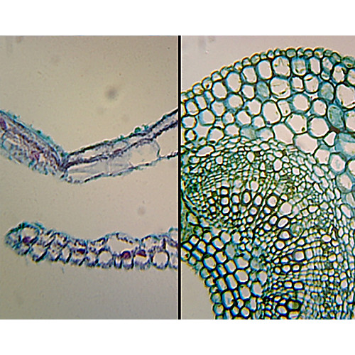 Prepared Microscope Slide,Angiosperms Leaves, Ligustrum, Elodea