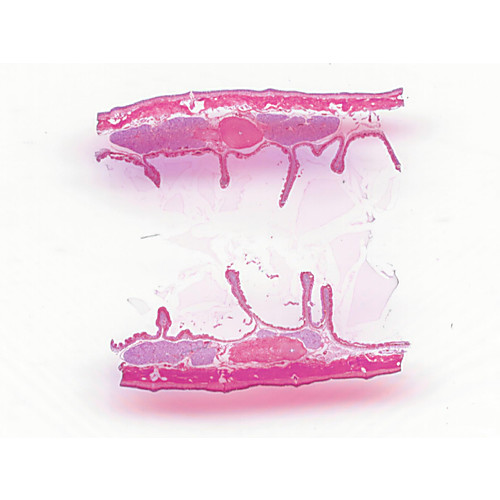 Prepared Microscope Slide Earthworm 9 16 Segment Ls Sex Organ 6550