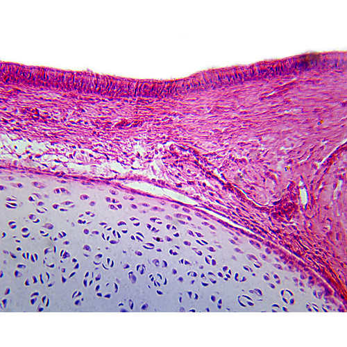 Prepared Microscope Slide,Pseudostratified Columnar Ciliated