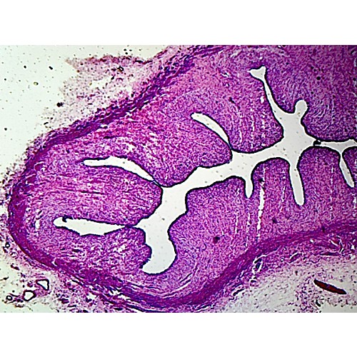 Prepared Microscope Slide,Vaginal, Cornified Squamous Epithelium