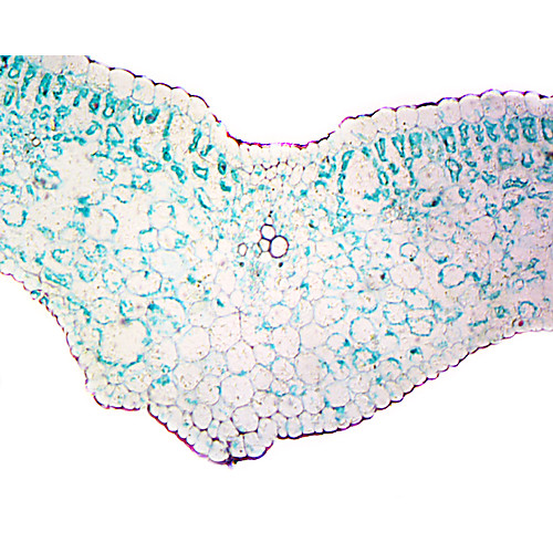 Prepared Microscope Slide,Lilium Leaf C.S.