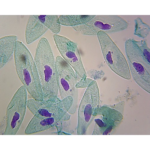 Prepared Microscope Slide,Protista; Paramecium Macro and Micro